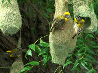 Baya Weaver Birds