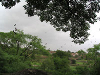Black Kite Roosting Site