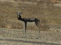 Male Black Buck