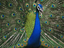 Male Peafowl(Peacock)