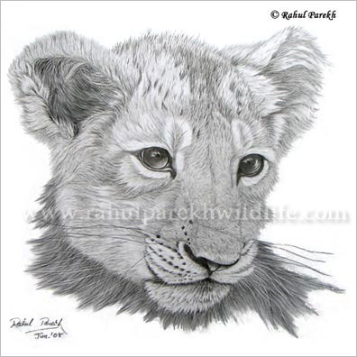 Asiatic Lion Cub drawing Sold in UK